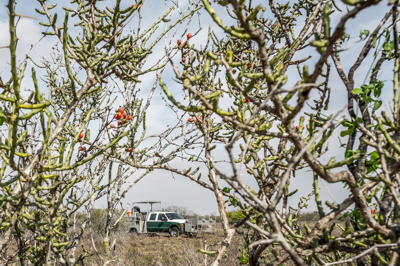 Illustration for article titled These Are The Insane Trucks Texans Use To Hunt Birds